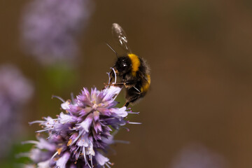 Busy bumble bee is visiting a flower.