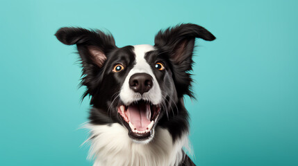 A delighted border collie on a teal background
