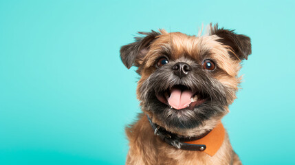 A jolly brussels griffon on a turquoise background