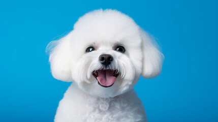A content bichon frise on a royal blue background