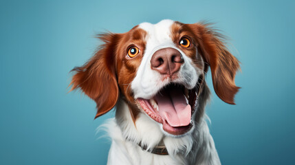 A thrilled brittany spaniel on a steel blue background