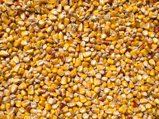 Ukrainian corn grain