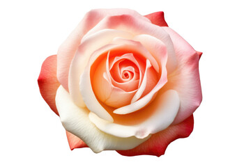 pink rose isolated on white background. Generative AI