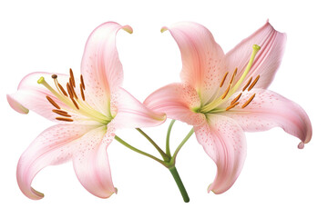 Pink Lily flower isolated on white background. Generative AI