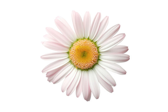 Flowers of pyrethrum isolated on white background. Generative AI