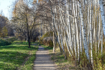 Fototapeta premium Birch Pathway in the Forest