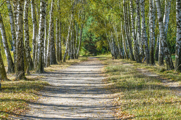 Birch Avenue in the Wood in a Sunny Day