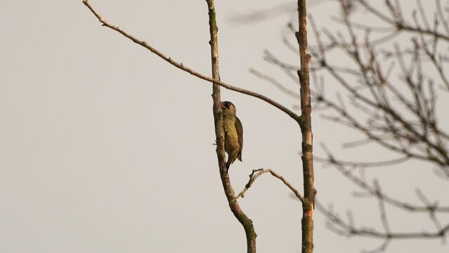 A European green woodpecker (Picus viridis) polishing its feathers
