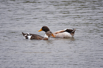 Mallard ducks swimming on a lake (male and female)