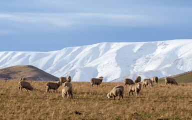 Fototapeta premium New Zealand sheep on a farm