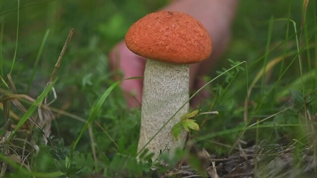 a man's hand cuts a boletus mushroom with a knife in the forest