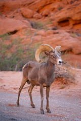 Bighorn Sheep
