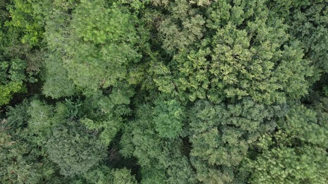 Top down tree canopy in forest swaying in breeze slowly flying down and right