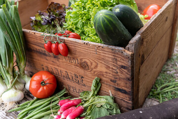 fresh and colorful vegetable in a vintage wooden box 