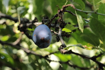 plums on the branch 