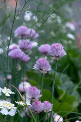 small purple flowers near the glass