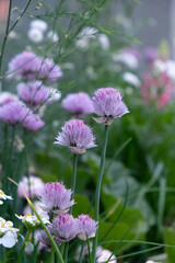 purple flowers near the window