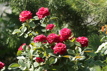 red roses 