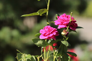 rose flowers