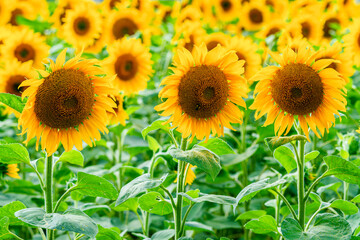 Fields with an infinite sunflower. Agricultural field
