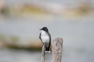 Fototapeta premium Eastern Kingbird perched on a branch