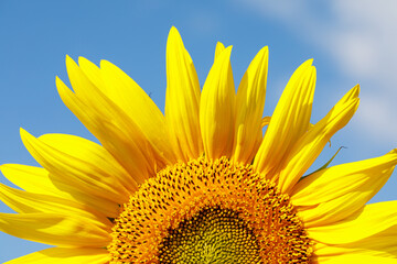 Naklejka premium Sunflower natural background. Sunflower blooming. Close-up of sunflower.