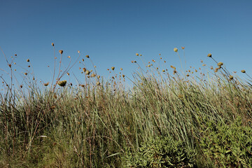 reeds in the wind
