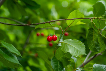 Fototapeta premium red cherry