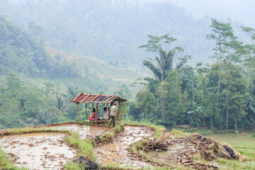 Rice farmer rests in a hut on a plot of rice terraces