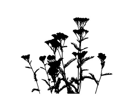 black yarrow flowers silhouette on white background clip art preview