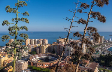 Plantas de agaves y vista de la ciudad de Málaga desde un mirador en Gibralfaro