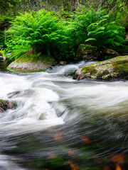 long exposure of a stream in the forest with green ferns in the background © Per