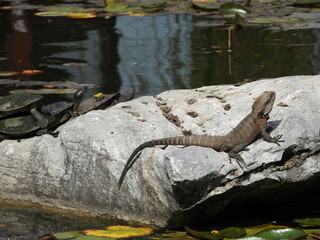 Turtles and lizard on rocks