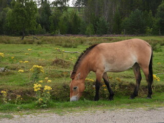 Horse in field