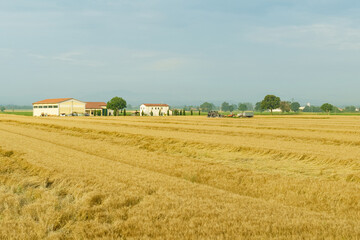 Fototapeta na wymiar An Italian farm against the backdrop of a wheat field, next to the farm stands agricultural machinery.