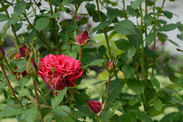 Bush of variegated red roses in the garden