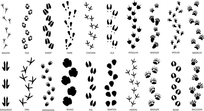 Animals footprints tracks black silhouettes. Pawprints, isolated animal footprint. Pets footsteps, different wild character foot step decent vector set