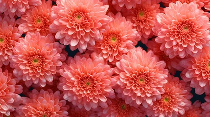 Selbstklebende Fototapeten Beautiful dahlia flower heads arranged for a textured background. Peach, pink, salmon, colored flowers, generative ai © PNG WORLD