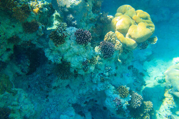 Coral reef in the Red sea in Ras Mohammed national park. Sinai peninsula in Egypt