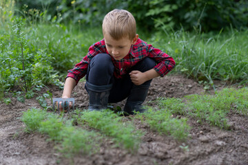 A little boy dressed as a farmer sits near a dill patch and loosens the soil. Organic farming...