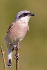red-backed shrike hold on small branch