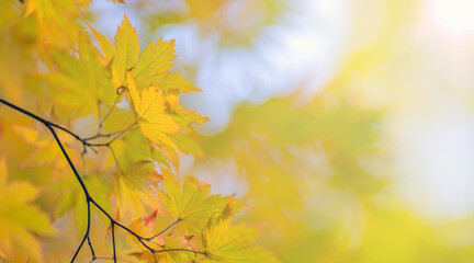 yellow maple foliage on sunny background