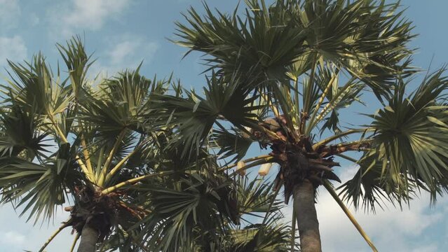 A man tapper collecting palm sap in the plastic bottle on top of a palm tree