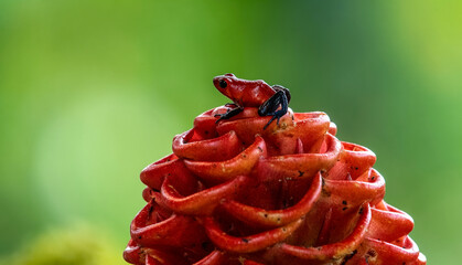 Red Strawberry poison dart frog, Dendrobates pumilio, nature habitat, Costa Rica. Close-up portrait...