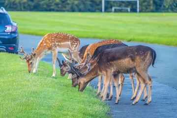 Dublin, Ireland - July 12 2023 - 