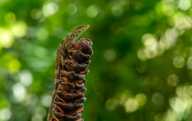 Anolis transversalis, the banded tree anole or transverse anole, is a species of lizard in the family Dactyloidae. The species is found in Venezuela, Ecuador, Peru, Colombia, Brazil, and Bolivia.