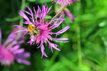In harmony, purple meadow knapweed (Centaurea jacea)