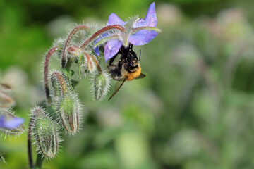 bumblebee on a borago officinalis flower