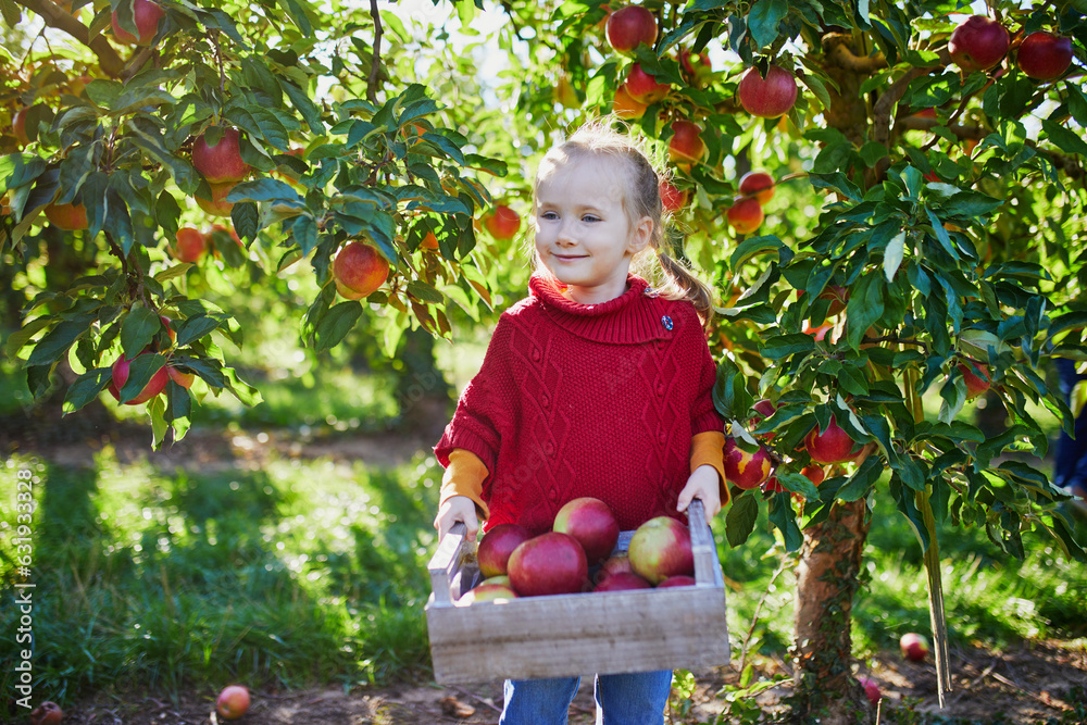 Wall mural adorable preschooler girl picking red and yellow ripe organic apples