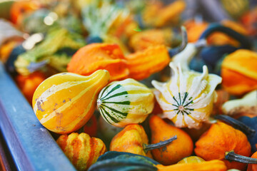 Many decorative pumpkins on display at the farmers market in France